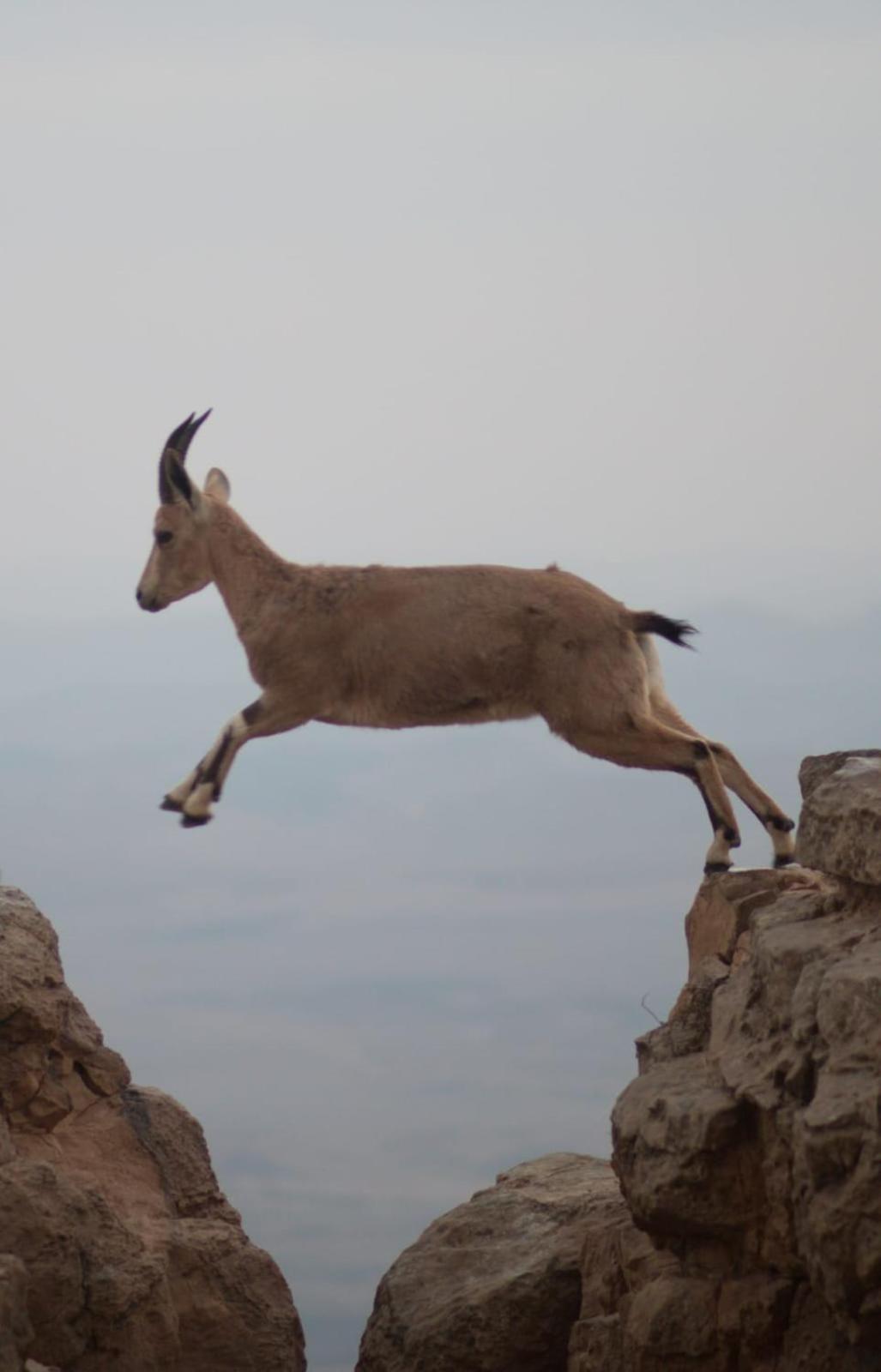 Ibex Unique Desert Inn Mitzpe Ramon Bagian luar foto